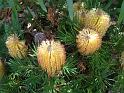 Banksia Birthday Candles_2